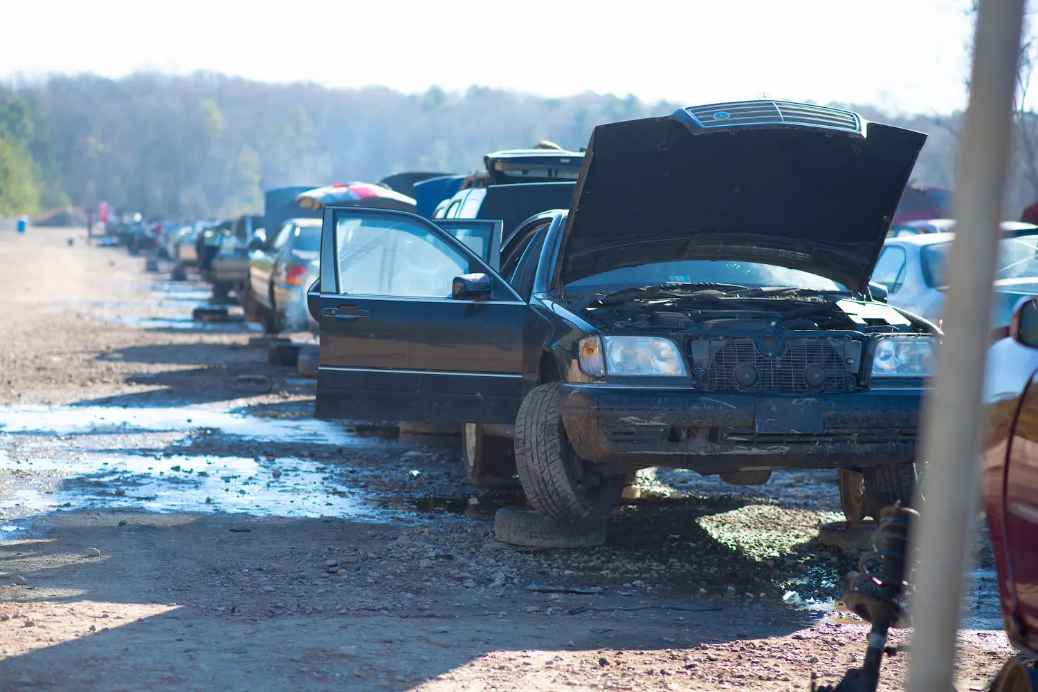 Row of junked cars with hoods open